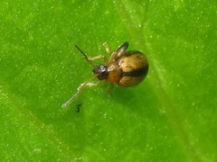 Longitarsus nigrofasciatus