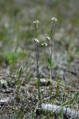 Draba yukonensis