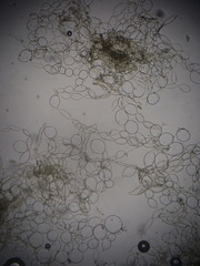 Coprinellus flocculosus image