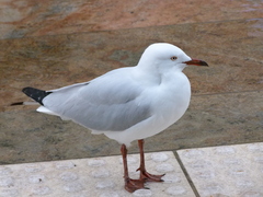 Chroicocephalus novaehollandiae