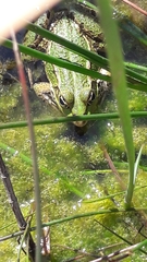 Pelophylax bedriagae
