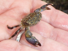 Lophopanopeus leucomanus