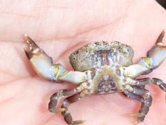 Lophopanopeus leucomanus