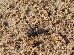 Cephalota circumdata