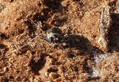 Cephalota circumdata