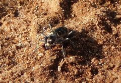 Cephalota circumdata