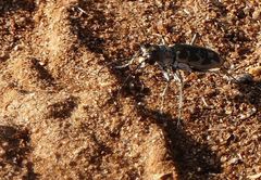 Cephalota circumdata