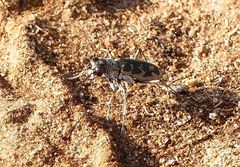 Cephalota circumdata