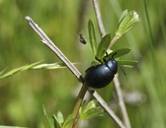 Timarcha goettingensis