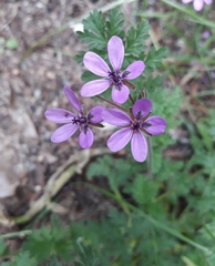 Erodium cicutarium