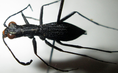Dromica limpopoiana