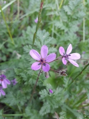 Erodium cicutarium