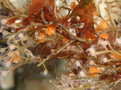 Eudendrium californicum