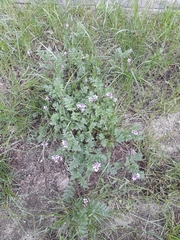 Erodium cicutarium