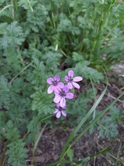 Erodium cicutarium