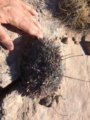 Eriogonum lachnogynum