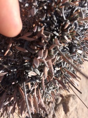 Eriogonum lachnogynum