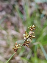 Carex elongata