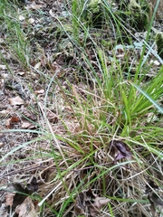 Carex elongata