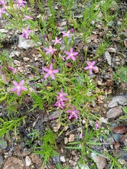 Zeltnera beyrichii