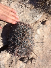 Eriogonum lachnogynum