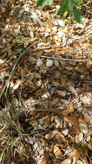 Antrostomus carolinensis