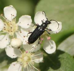 Anoplodera