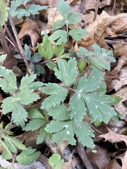 Hydrophyllum virginianum