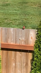 Haemorhous purpureus