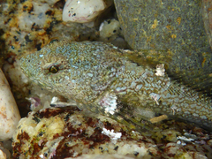 Smoothhead Sculpin photo 2