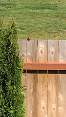 Haemorhous purpureus