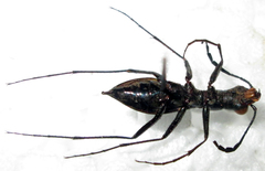 Dromica limpopoiana