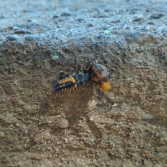 Harmonia axyridis