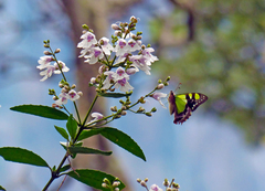 Graphium macleayanus moggana