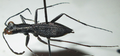 Dromica limpopoiana