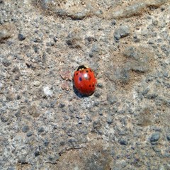 Harmonia axyridis