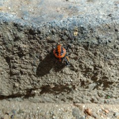 Harmonia axyridis