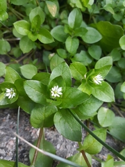 Stellaria media