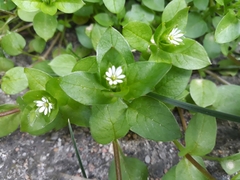 Stellaria media