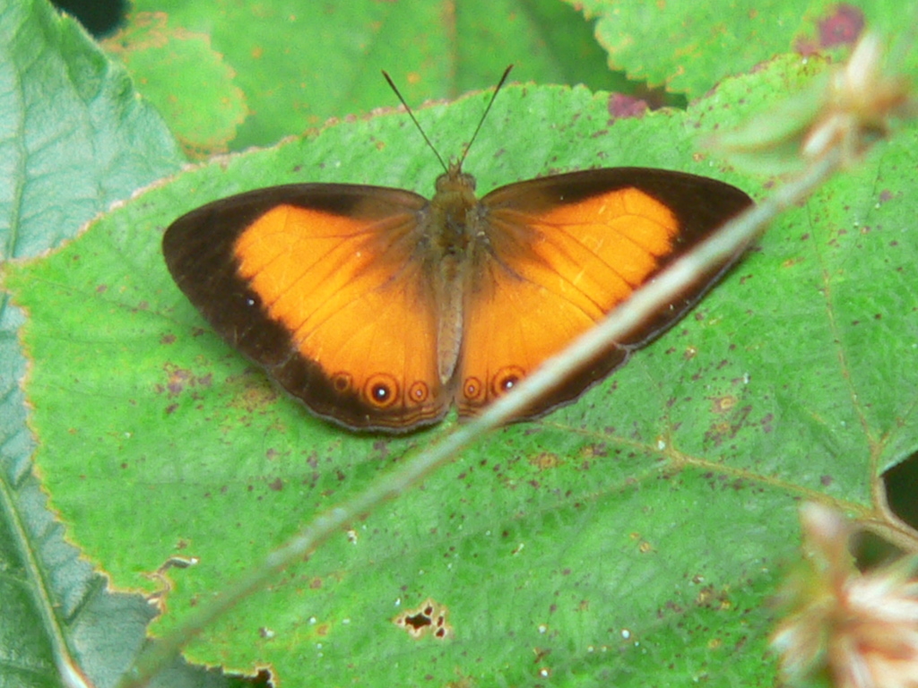 Mycalesis marginata