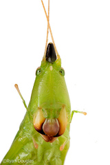 Neoconocephalus exiliscanorus