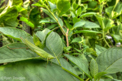 Neoconocephalus exiliscanorus