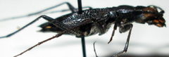 Dromica limpopoiana