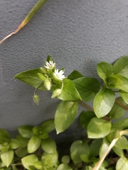Stellaria media