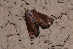 Hypsopygia phoezalis