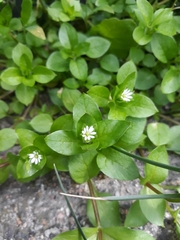 Stellaria media