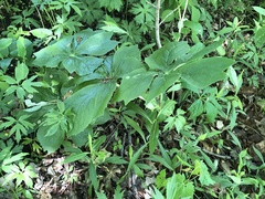 Podophyllum peltatum