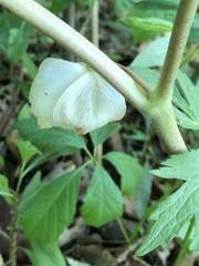 Podophyllum peltatum