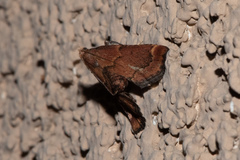 Hypsopygia phoezalis