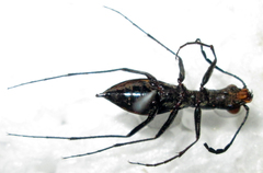 Dromica limpopoiana